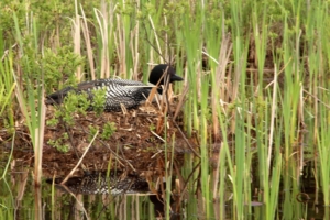 Loon
